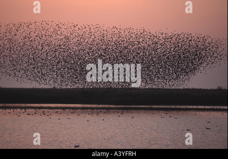 Étourneau sansonnet (Sturnus vulgaris), silhouette d'un troupeau, Pays-Bas, Frise Banque D'Images