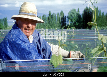 Vignoble l'homme de Maipu dans l'ouest de l'Argentine Banque D'Images