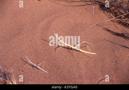 Stick bug, par les dunes du désert près de la province de San Juan à l'ouest de l'Argentine Banque D'Images