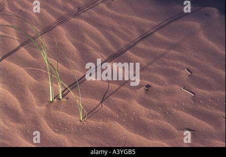 Dunes de sable et les ombres des plantes de désert dans l'ouest de l'Argentine Monte Banque D'Images