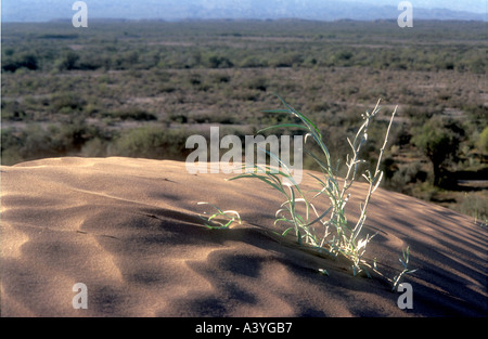 Dunes de sable du désert dans l'ouest de l'Argentine Monte Banque D'Images