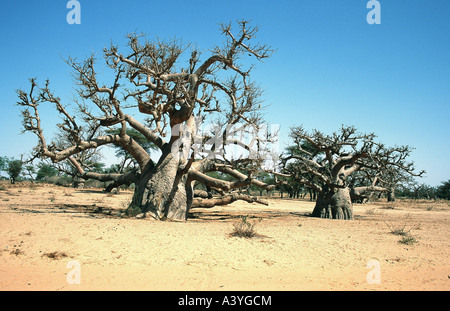 Baobab, pain de singe, singe tamarin (Adansonia digitata), dans les savanes, au Sénégal Banque D'Images