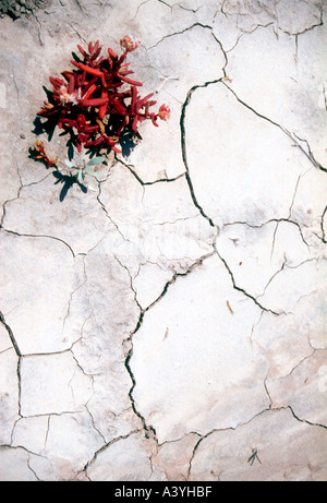 Le sol desséché dans un désert salé à l'ouest de l'Argentine Banque D'Images