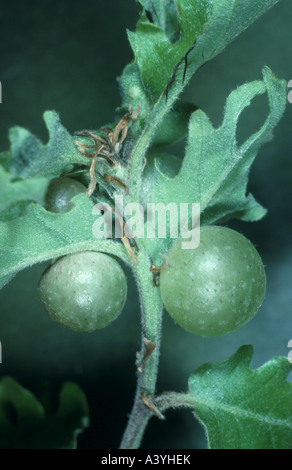 Le chêne commun gallwasp feuille de chêne, cerisier-gall ( cerise cynips (Cynips quercusfolii gall)), des galles sur une feuille de chêne Banque D'Images