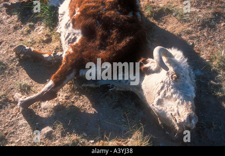 Vache morte dans un éventaire routier dans l'ouest de l'Argentine Banque D'Images