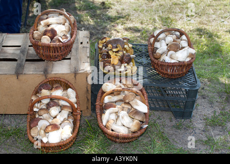 Paniers de champignons en vente sur la route Banque D'Images