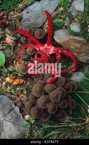 Les doigts du diable, Devil's claw champignon géant, corne de puanteur, octopus phalle impudique (Anthurus archeri, Clathrus archeri), Allemagne Banque D'Images