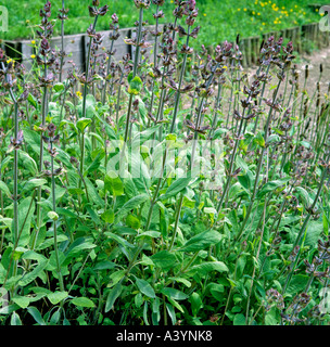 Fleurs d'herbes et de plantes médicinales sauge Salvia officinalis Banque D'Images