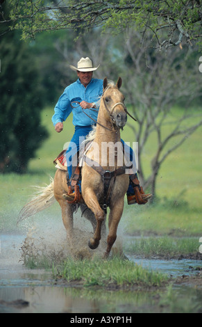 Quarterhorse (Equus przewalskii f. caballus), par l'entremise de l'eau équitation cowboy Banque D'Images