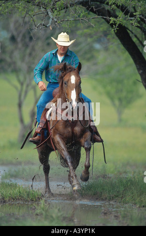 Quarterhorse (Equus przewalskii f. caballus), par l'entremise de l'eau équitation cowboy Banque D'Images