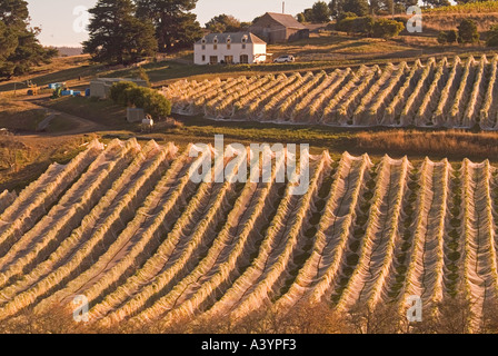 Une vigne à poudrière dans le sud de la Tasmanie avec vignes déduits pour protéger les oiseaux de fruits Banque D'Images