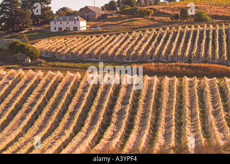 Une vigne à poudrière dans le sud de la Tasmanie avec vignes déduits pour protéger les oiseaux de fruits Banque D'Images