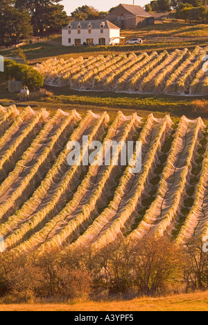 Une vigne à poudrière dans le sud de la Tasmanie avec vignes déduits pour protéger les oiseaux de fruits Banque D'Images