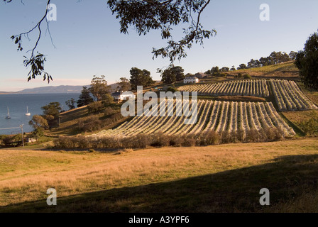 Une vigne à poudrière dans le sud de la Tasmanie avec vignes déduits pour protéger les oiseaux de fruits Banque D'Images