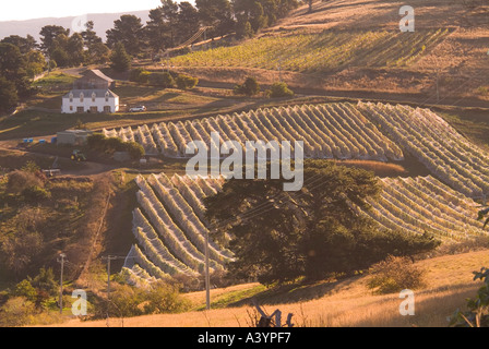 Une vigne à poudrière dans le sud de la Tasmanie avec vignes déduits pour protéger les oiseaux de fruits Banque D'Images