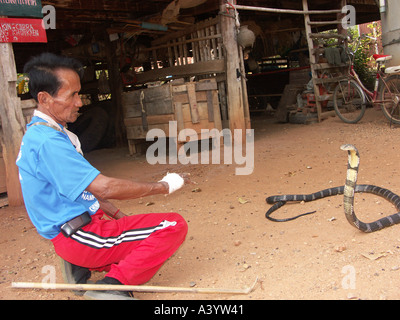 Bualeechai Cunjaimeangesan ont 64 ans un boxeur Thaï et son cobra cobra à leur domicile, à Ban Kok Sa Nga au nord-est de la Thaïlande Banque D'Images