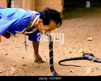 Bualeechai Cunjaimeangesan boxer serpent âgé de 64 ans se penche pour embrasser son cobra à leur domicile, à Ban Kok Sa Nga au nord-est de la Thaïlande Banque D'Images