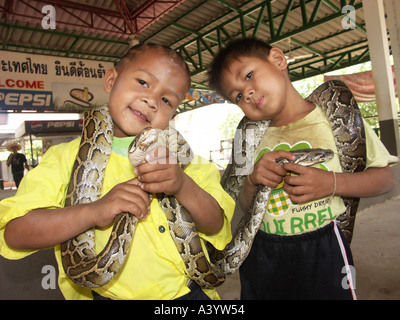 Trois ans Pird et Tya une nouvelle génération de boxeurs cobra sur scène avec d'autres serpents à Ban Kok Sa Nga Thaïlande Banque D'Images