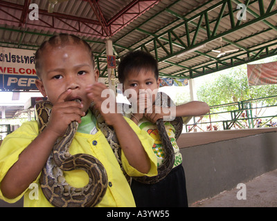 Trois ans Pird et Tya une nouvelle génération de boxeurs cobra mettre les chefs d'autres serpents dans leur bouche à Ban Kok Sa Nga Banque D'Images