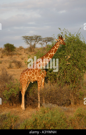 Giraffe réticulée (Giraffa camelopardalis) recticulata, navigation, Kenya Banque D'Images