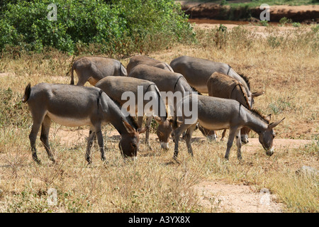 L'âne domestique (Equus asinus asinus. f), troupeau d'ânes, Kenya, Samburu np Banque D'Images