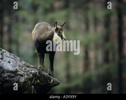 Chamois balancing on rock in forest Banque D'Images