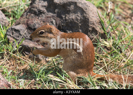 Unstriped ground squirrel (Ha83 rutilus), Kenya, Samburu np Banque D'Images