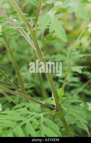 L'herbe à poux annuel, petite herbe à poux, herbe amère, herbe-porc, absinthe romaine (Ambrosia artemisiifolia), près de la tige Banque D'Images