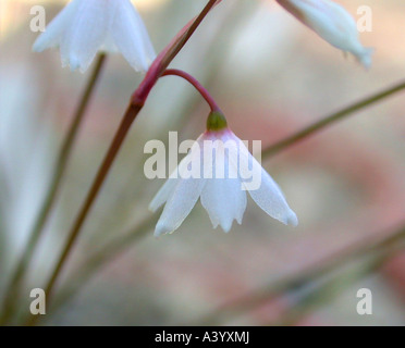 Valentine snowflake (Leucojum valentinum), fleur Banque D'Images
