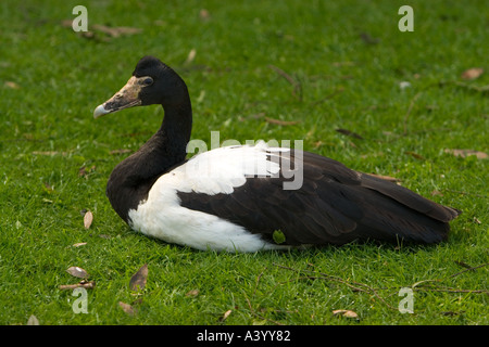 Magpie Oies Anseranas semipalmata, assise sur l'herbe dans le buckinghamshire, au sud-est de l'angleterre Banque D'Images