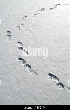 Une personne s'empreintes de pas dans la neige fraîche situé dans une forêt de la Nouvelle-Angleterre dans le New Hampshire USA Banque D'Images