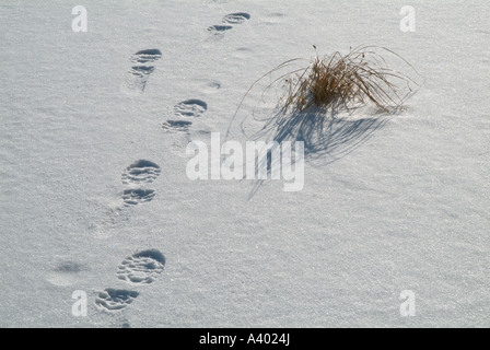 Une personne s'empreintes de pas dans la neige fraîche situé dans une forêt de la Nouvelle-Angleterre dans le New Hampshire USA Banque D'Images