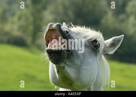 'Étalon Connemara Pony' enroulent la lèvre supérieure Banque D'Images