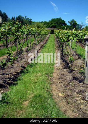 Vignoble, Winery, journée ensoleillée, cheminée, sol, herbe, feuilles, vin Banque D'Images