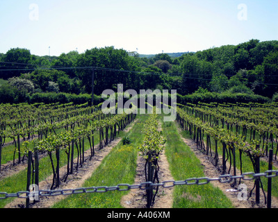 Vineyard Winery ,, journée ensoleillée, cheminée, sol, herbe, feuilles de vin Banque D'Images