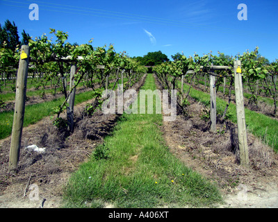 Vineyard Winery ,, journée ensoleillée, cheminée, sol, herbe, feuilles, vin Banque D'Images