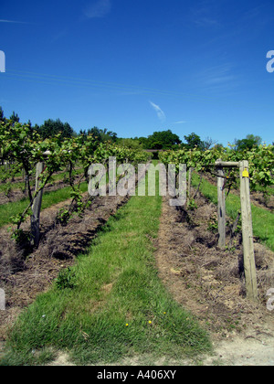 Vineyard Winery ,, journée ensoleillée, cheminée, sol, herbe, feuilles, vin Banque D'Images