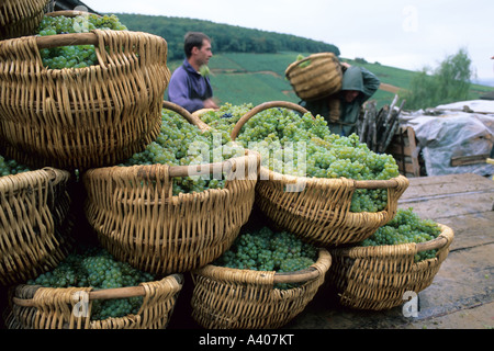 Le raisin blanc Chardonnay fraîchement récoltées dans des paniers en osier traditionnelle bourguignonne Benaton Bourgogne France Europe Banque D'Images