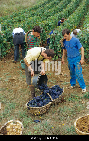 EUROPE FRANCE BOURGOGNE PERNAND-VERGELES CUEILLEURS DE VENDANGES AVEC UN PANIER BENATON AVEC DES RAISINS PINOT NOIR FRAÎCHEMENT RÉCOLTÉS Banque D'Images