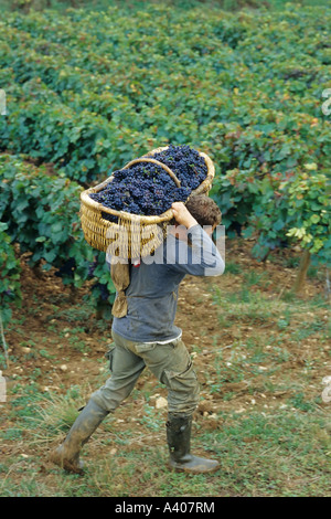 FRANCE BOURGOGNE PERNAND VERGELES-PICKER RAISIN PORTANT UN PANIER DE BENATON fraîchement récolté AVEC PINOT NOIR Banque D'Images