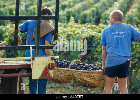 FRANCE BOURGOGNE PERNAND VERGELES-DEUX VENDANGEURS TRANSPORTANT UN PANIER DE BENATON fraîchement récolté AVEC PINOT NOIR Banque D'Images