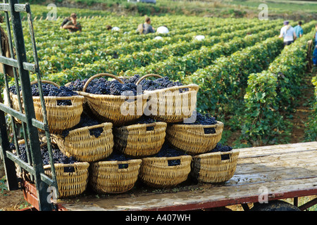 FRANCE BOURGOGNE PERNAND VERGELES-VENDANGES PANIERS EMPILÉS BENATON fraîchement récolté AVEC PINOT NOIR Banque D'Images