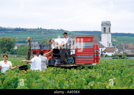 FRANCE BOURGOGNE POMMARD VENDANGES Banque D'Images