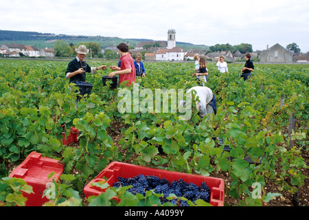 FRANCE BOURGOGNE POMMARD VENDANGES Banque D'Images