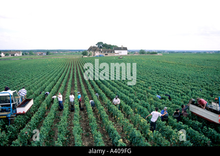 FRANCE BOURGOGNE MOREY-ST-DENIS, VENDANGES Banque D'Images