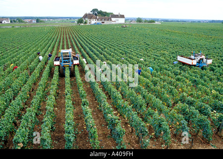 FRANCE BOURGOGNE MOREY-ST-DENIS, VENDANGES Banque D'Images