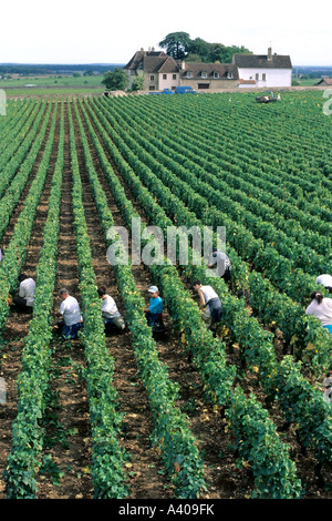 FRANCE BOURGOGNE MOREY-ST-DENIS, VENDANGES Banque D'Images