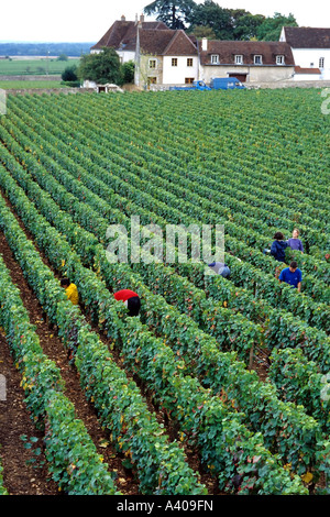 FRANCE BOURGOGNE MOREY-ST-DENIS, VENDANGES Banque D'Images