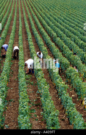 FRANCE BOURGOGNE MOREY-ST-DENIS, VENDANGES Banque D'Images