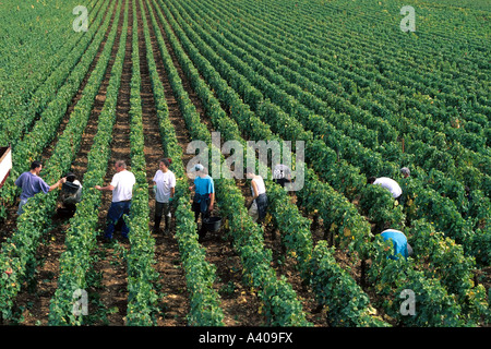 FRANCE BOURGOGNE MOREY-ST-DENIS, VENDANGES Banque D'Images